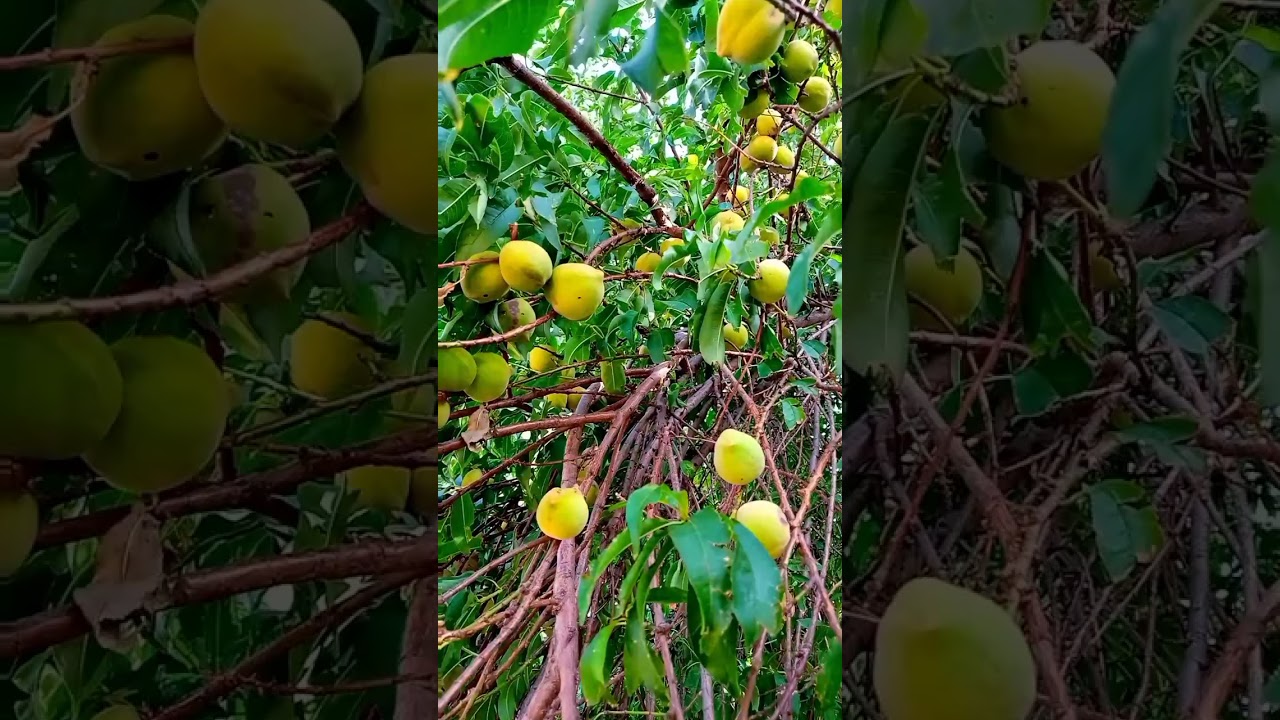 peach farm Gojra 422 Gojra punjab peach rharisali fruits 