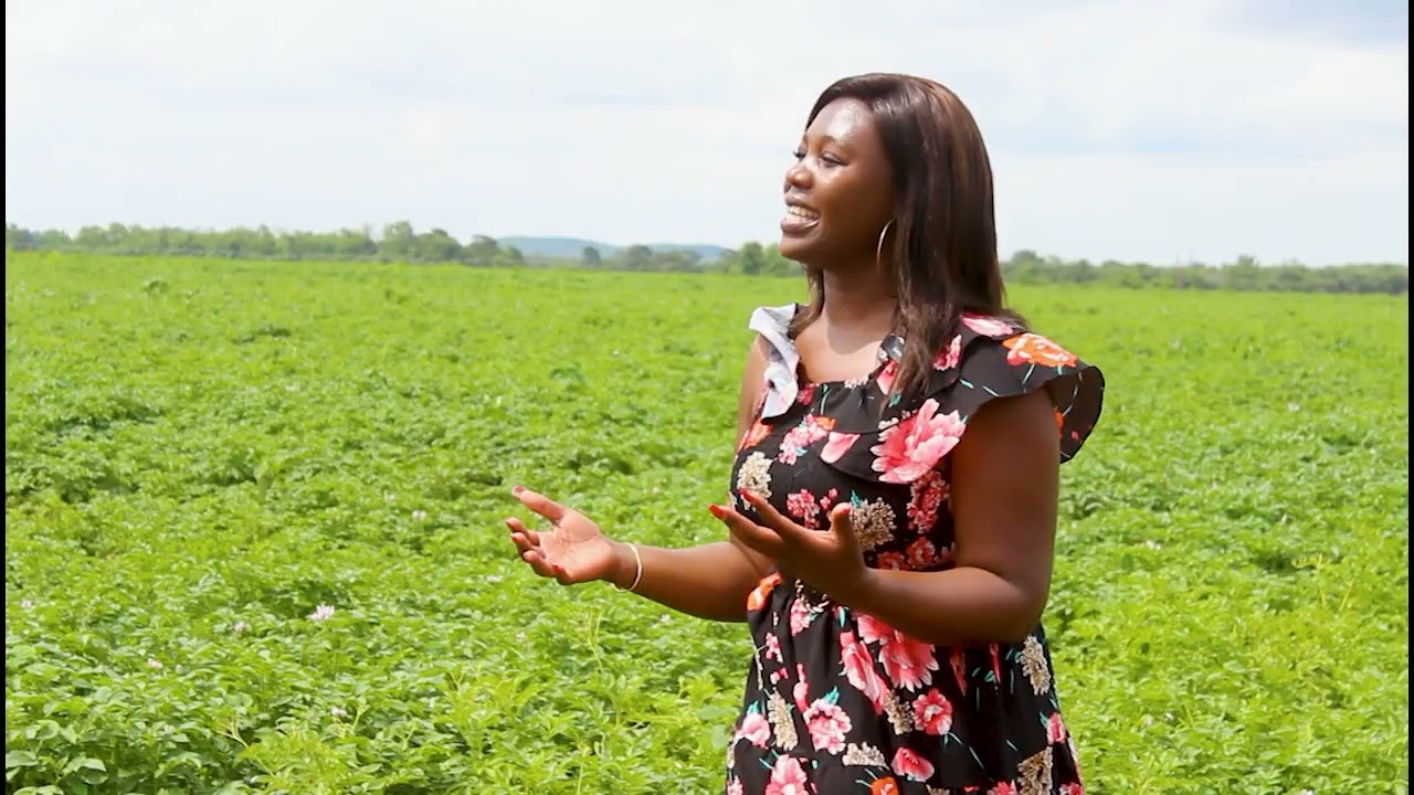Сбор картофеля на ферме Прикейб во время сезона дождей