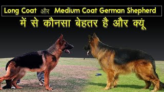 Long Coat German Shepherd vs Medium Coat German Shepherd Puppy Dog (Breed Info and Comparison) | GSD