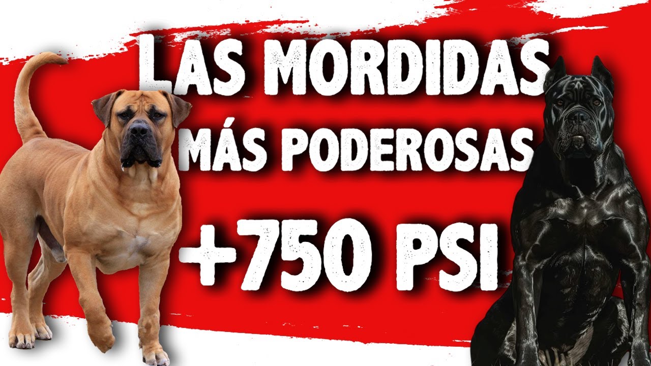 TOP 20 PERROS con la MORDIDA MÁS PODEROSA del MUNDO - YouTube