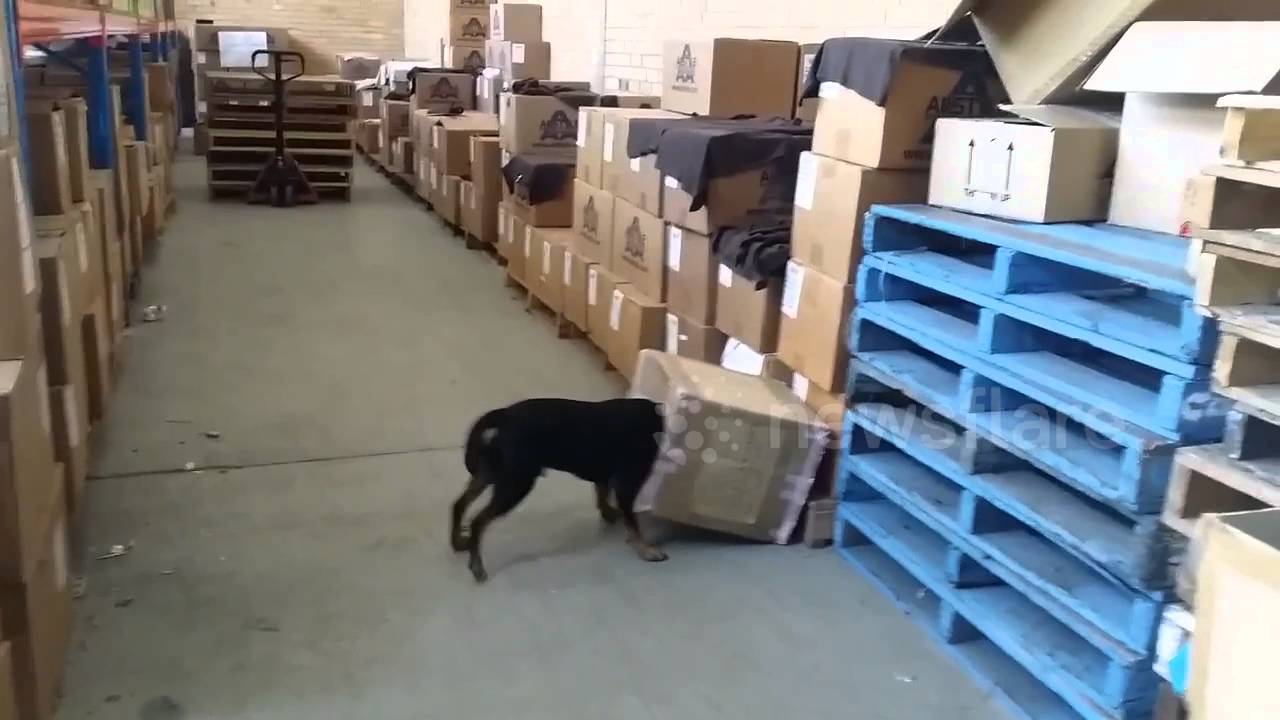 Dog Gets His Head Stuck In A Box YouTube