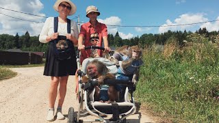 Monkey on a tree, walking freely (Pet Monkey) +Lunch