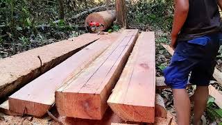 Meranti wood part3 panjang menjulang ⁉️ Pengolahan menakjubkan langsung dari hutan rimba