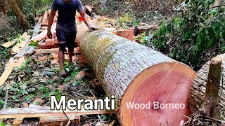 Meranti wood part3 panjang menjulang ⁉ Pengolahan menakjubkan langsung dari hutan rimba