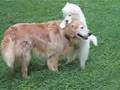 Sunny the puppy samoyed rules! Cody the Golden Retriever