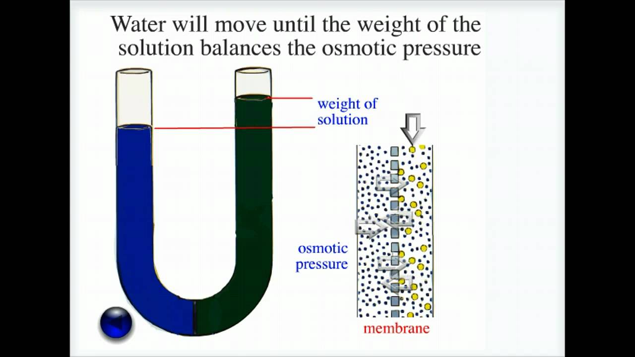Osmosis U Tube apparatus YouTube