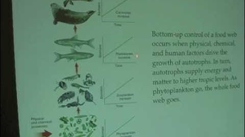 Ocean Food Webs - Bottom Up vs Top Down