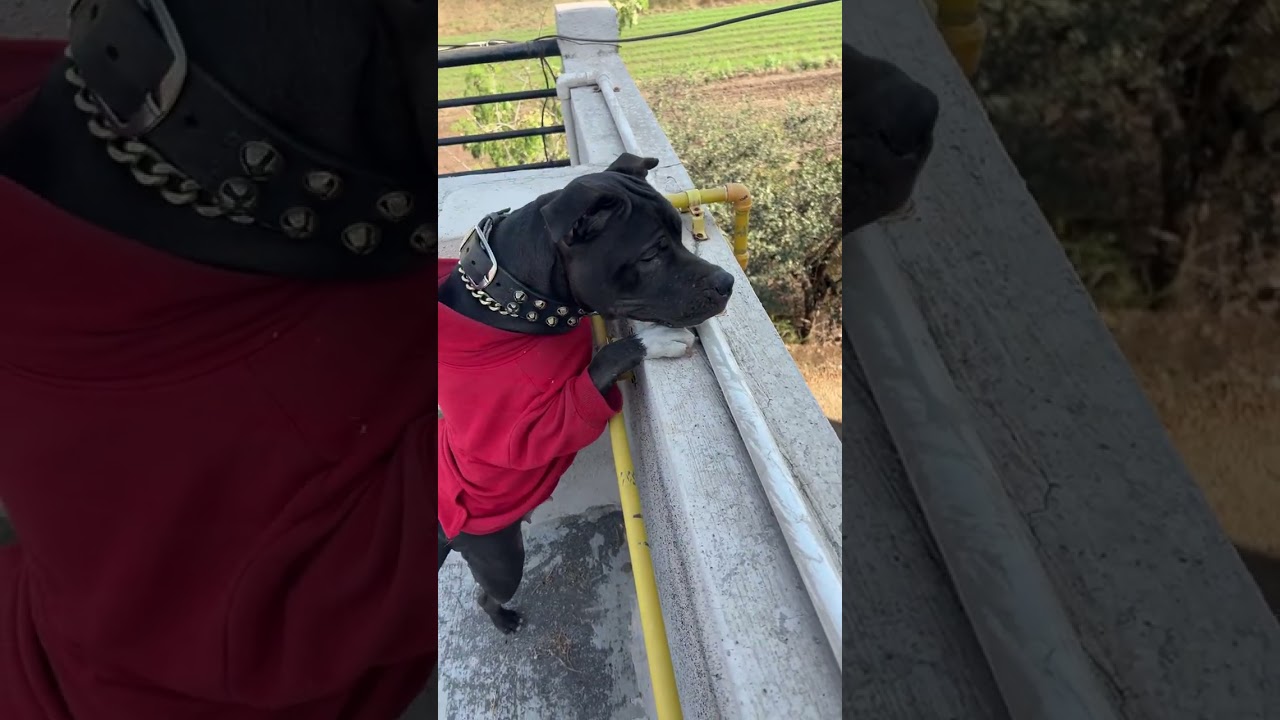 Kishor World(PITBULL LOveR)