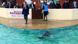 Seals at Natureland Seal Sanctuary