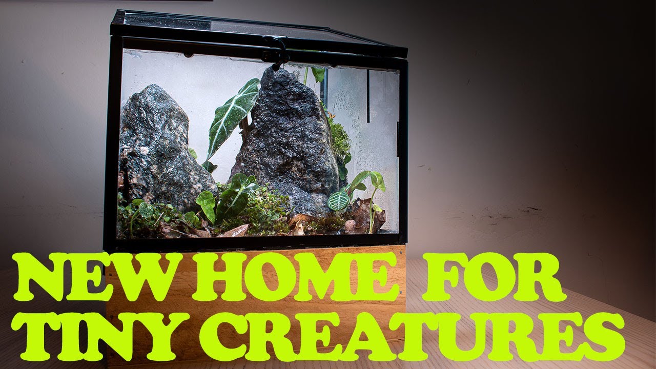 Turning Mini Greenhouse Into A Terrarium (Took Me Two Years! Kind Of...)