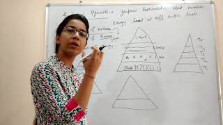 Ecological pyramids