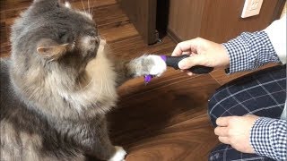 ファーミネーターは断固拒否の猫 ノルウェージャンフォレストキャット FURminator refuses firmly.Norwegian Forest Cat.