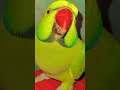 RINGNECK TALKING PARROT CHIRPRING SOUND #parrot #talkingparot #birds #youtubeshorts