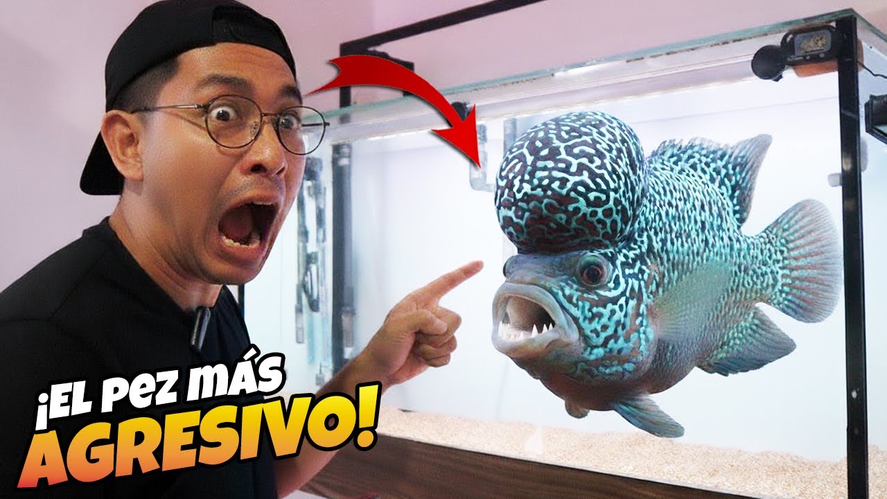 Esto ha pasado con nuestro FLOWER HORN