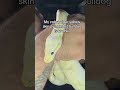 #ballpython #morphagene #morph #exoticpets #snake #ballpythonbreeder #pets