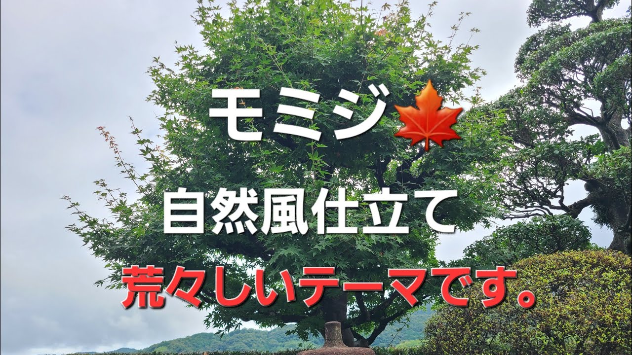 モミジ🍁の自然風仕立て【7月中旬】 - YouTube