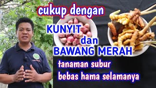 Pestisida Organik Dari Kunyit Dan Bawang Merah