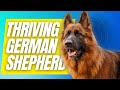 7 Health Tips For a Thriving German Shepherd Dog