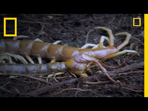 Video: Cov centipede lossis undersized evergreen fern