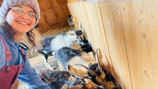 How to Take Care of Goats and Chickens when Temperatures Drop. It’s Freezing 🥶