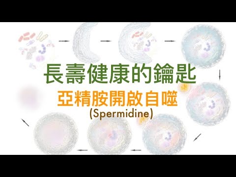 亞精胺 (Spermidine) 開啟自噬，是長壽健康的鑰匙