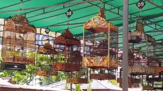 DownloadLomba Burung Cucak Hijau A | Launching BNR Sambas MP3 MP4 Lomba Burung Cucak Hijau A | Launching BNR Sambas