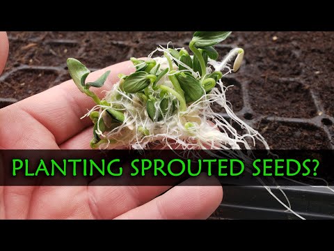 Video: Ako zasadiť naklíčené semená paradajok?