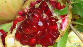 Abuzer aşkınses  rindamı