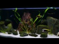 Copadichromis Chrysonotus / Mixed African Cichlids / Malawi Cichlid Tank