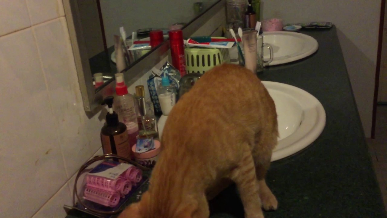 This cat try to get out this bathroom- Khmer funny cat-