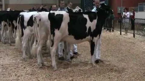 2011 Eastern Fall National Holstein Show - Spring ...