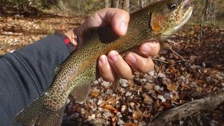 Pennypack Stocked Trout Fishing Compilation (Northeast Philadelphia, PA)