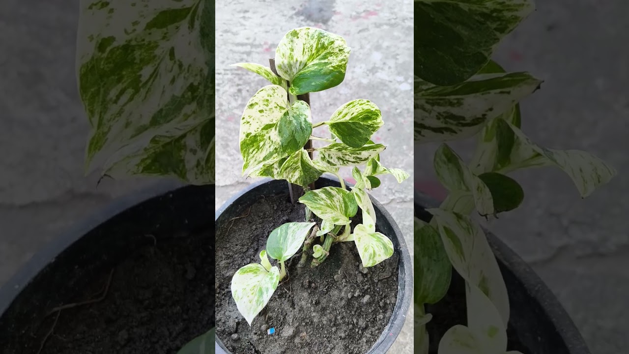 Marble Queen Money Plant is a beautiful plan at home .