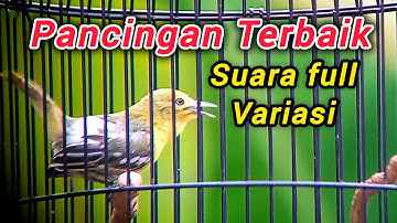 Pancingan Sirtu Cipoh Cipow FULL VARIASI ampuh merangsang sirpu lain ikut gacor
