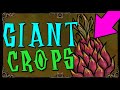 HOW TO GROW GIANT CROPS | Don't Starve Together Guide