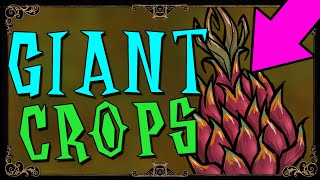 HOW TO GROW GIANT CROPS | Don't Starve Together Guide
