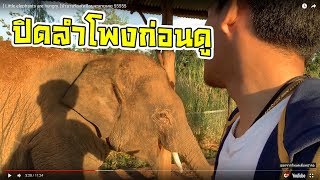 คลิปเต็ม[ Little elephants are hungry. ]บัวบานร้องเหมือนจะตายเลย 55555  *-*