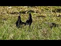 Quiscalus lugubris, Carib Grackle, Tordo Llanero