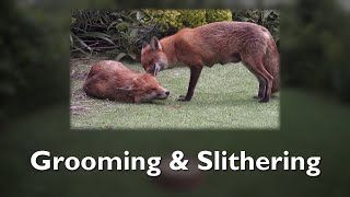 Grooming & Slithering
