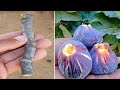 زراعة اقلام التين Cultivate figs