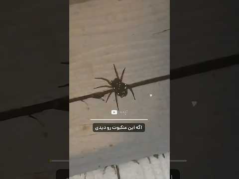 هیچوقت به این عنکبوت دست نزن