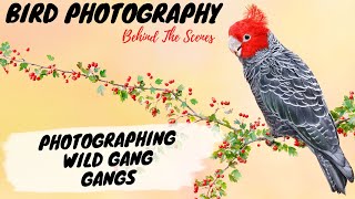 BIRD PHOTOGRAPHY | Behind the Scenes - Photographing Wild Gang Gang Cockatoos  - Jan Wegener Vlog