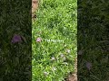 Top Pollinator Plants - Tn Nursery