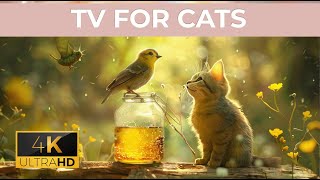 Cat TV | Videos for Cats | Summer cats, Chipmunks, And Squirrels  cat videos for Cats ⭐ 8 HOURS