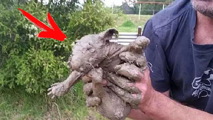 People found a dirty animal on the side of the road, but when washed it, they were in for a surprise