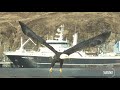 Bald eagle takeoff in slow motion super detailed