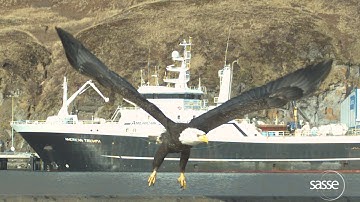 Bald Eagle Take-off in Slow Motion -Super Detailed