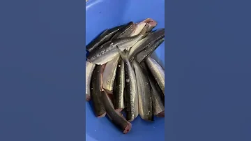 Как пожарить рипус