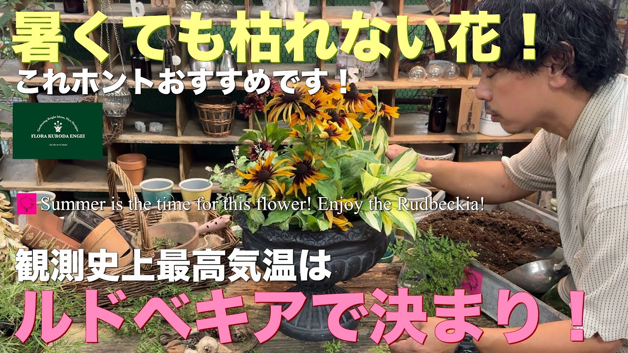 【この暑さでも枯れない花！】これホントおすすめです！／観測史上最高気温は ルドベキアで決まり！【夏のガーデニング】-フローラ黒田園芸- #ガーデニング #園芸 #寄せ植え #ルドベキア 