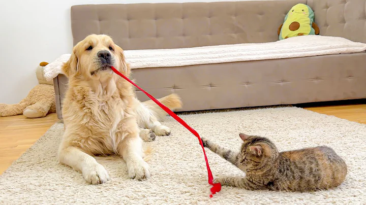 Funny Kitten Steals a Golden Retriever’s Toy — His Reaction Is Priceless!